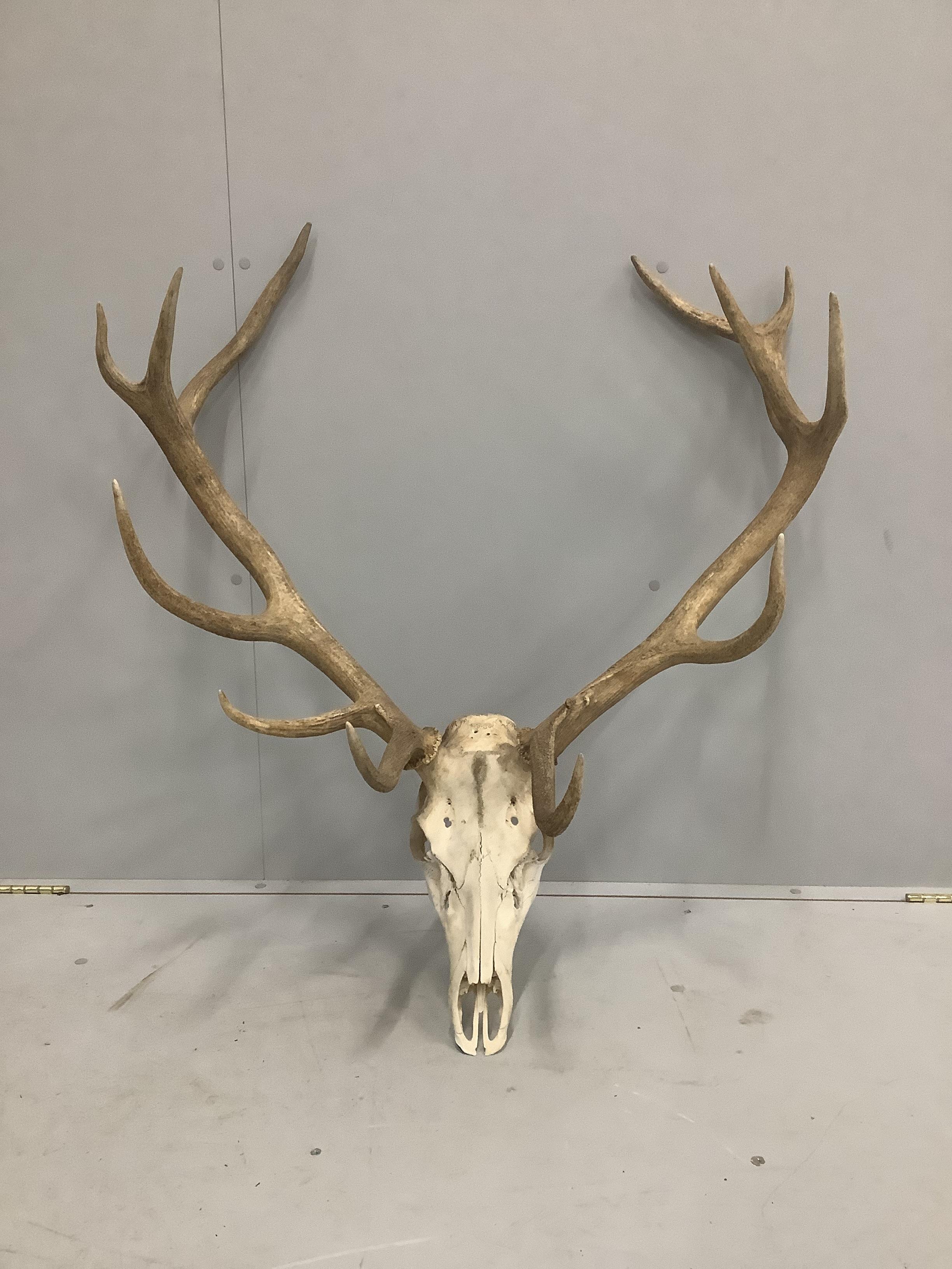 A twelve point stag skull with antlers, diameter 90cm